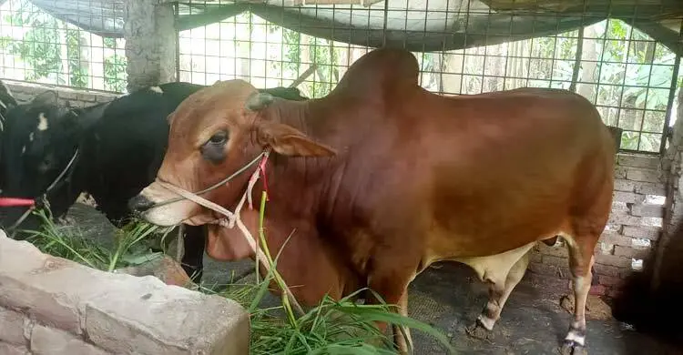 বরিশালে কোরবানির হাট কাঁপাবে ‘লাল মিয়া’