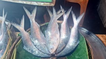 বরিশালে মিলছে না বড় ইলিশ