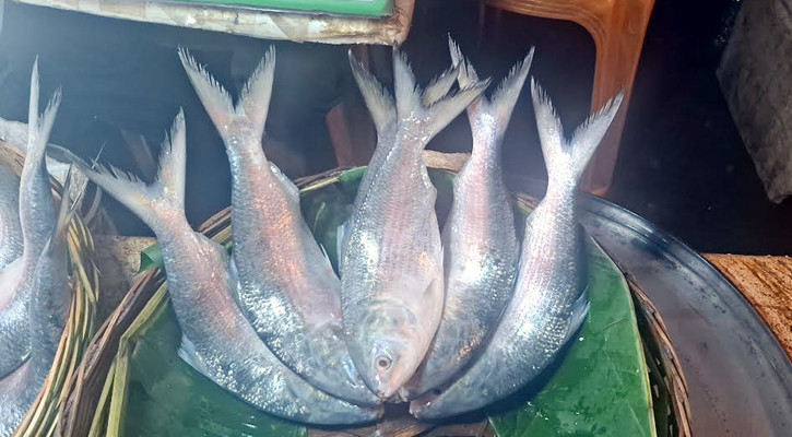 বরিশালে মিলছে না বড় ইলিশ