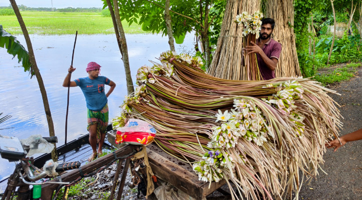 বরিশালে বর্ষার পানিতে ফুটে ওঠে জীবিকার ফুল