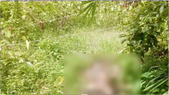 নেছারাবাদে ডোবা থেকে কাঠ ব্যবসায়ীর গলিত লাশ উদ্ধার