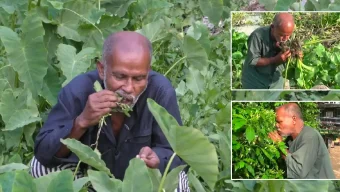 পিরোজপুরে ২৬ বছর ধরে খাচ্ছেন ঘাস-লতাপাতা